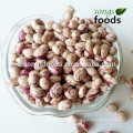 Canned Bean Light Speckled Kidney Beans Xinjiang Round